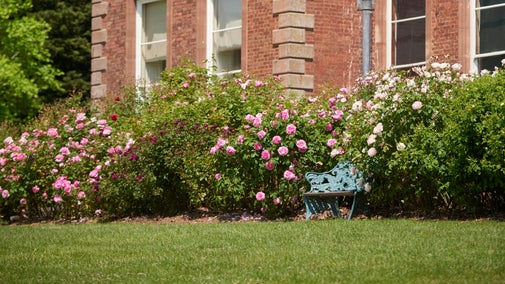 summer roses in front of a red brick stately home